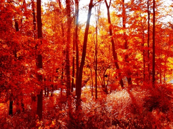 photo of forest with tall trees, sun peeking through, and red autumn leaves